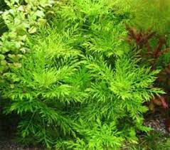 Hygrophila Difformis Water Wisteria Planted Aquarium Aquatic Plants Plants