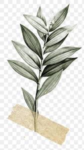 Download Premium Png Of Tropical Leaves With Tape Transparent Png 2097251 In 2020 Paper Background Texture Leaf Illustration Flower Drawing