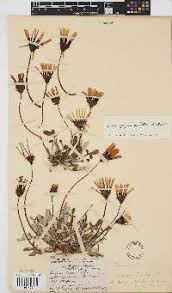 Image result for Geigeria burkei