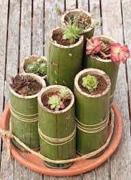 Potted bamboo can be placed in multiple places in your home, as we've previously mentioned above. Here Is An Idea Everybody Can Easily Do The Hardest Part Being Finding The Bamboos Bamboo Diygardenideas Ga Bamboo Planter Bamboo Garden Bamboo Diy