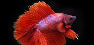 Image result for betta fish