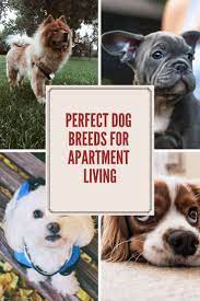 Perfect Dog Breeds For Apartment Living Dogs Dog Breeds Dog Suit