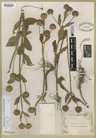 Image result for Hyptis lanceolata
