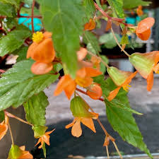 Image result for Begonia sutherlandii