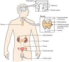An Overview Of The Endocrine System Anatomy And Physiology