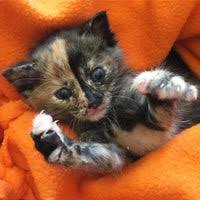 He is shy, and has anxiety with strangers, but is very loyal and affectionate with his people. Kc Pet Project Petco Pet Adoption Center Overland Park Ks