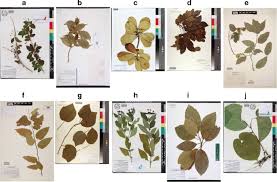 Leaves come in many different shapes and sizes. Going Deeper In The Automated Identification Of Herbarium Specimens Bmc Ecology And Evolution Full Text