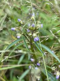 Image result for Exacum oldenlandioides