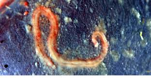 All about worms small white larvae with black insides. 10 Weird Parasites That Live Inside Deer Nda