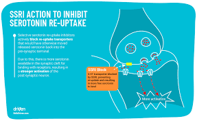 Serotonin And Its Unusual Role In The Brain