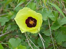 Image result for Hibiscus reekmansii