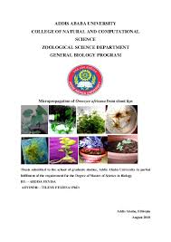 Image result for Oreosyce africana