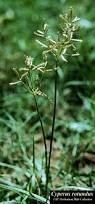 Image result for Cyperus rotundus