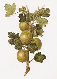 и вот мне приснилось что сердце мое не болит No Title Botanical Illustration Botanical Drawings Botanical Painting