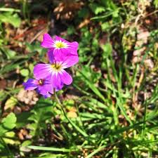 Image result for Malcolmia maritima