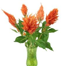 Orange Spark Feather Celosia Orange Wedding Flowers Summer Bouquet Orange Flowers