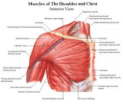 File edit view arrange extras help. Chest Area Diagram Diagram Base Website Area Diagram
