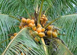 Image result for Cocos nucifera