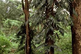 Image result for Stenochlaena