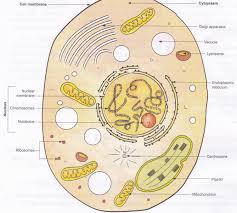 Draw a neat labelled diagram of an animal cell. Describe The Structure Of A Generalized Cell A Plus Topper