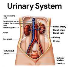 Pin By Shatarra Nicole On Medical Terminology Study Human Body Anatomy Medical Terminology Study Endocrine System