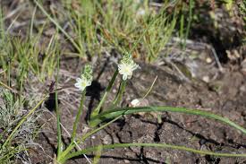 Image result for Albuca virens