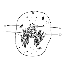 The Rer In The Cell Synthesises A Protein Which Would Be Later Used In Building The Plasma Membrane But It Is Observed That The Protein In The Membrane Is Slightly Different From