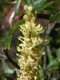 Image result for Grona ramosissima