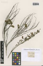 Image result for Phragmanthera polycrypta