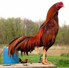 Ciri Ayam Bangkok Super Pukul Ko Ayam Juara Ayam Ternak Ayam Bangkok