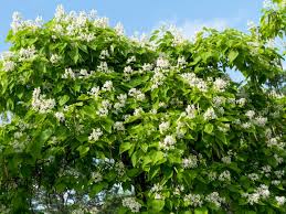 Image result for Catalpa