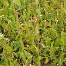 Image result for Persicaria strigosa