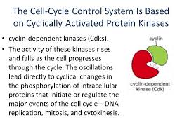 Check spelling or type a new query. The Essential Processes Of The Cell Cycle Such As Dna Replication Mitosis And Cytokinesis Are Triggered By A Cell Cycle Control System By Analogy With Ppt Download