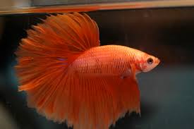 We love white halfmoon betta fish. Siamese Fighting Fish Wikipedia