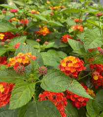 Image result for Lantana