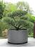 Large Round Planters