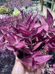 Image result for Tradescantia zebrina