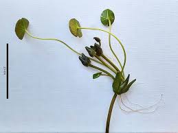 Image result for Nymphaea heudelotii