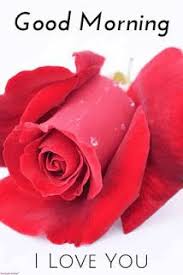 Good Morning Flower Images Good Morning Images Download Hd Good Morning Images Download Good Morning Flowers Good Morning My Love Good Morning Love Messages