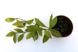 This fertilizer is a slow realize. Hoya Sp Haruku Ipps3759 Haruku Indonesia