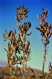 Image result for Myrothamnaceae