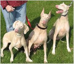 Browse the user profile and get inspired. Typical Appearance Of White Doberman Pinschers A Group Of Three White Download Scientific Diagram
