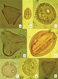 Image result for Sherbournia bignoniiflora