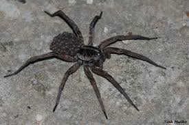 Not fair to generalize when there are likely a ton of other dangerous spiders in mexico. Hogna Carolinensis Wikipedia