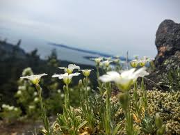 We did not find results for: Washington In Bloom 12 Spring Hikes For Wildflowers Washington Trails Association