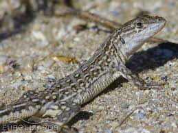 Image result for Drypetes arguta