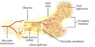 The cross section and the length of the structural member affect how much that member deflects under a load, and the cross section determines the if a cross section is composed of a collection of basic shapes whose centroidal locations are known with respect to some reference point, then the. File Bone Cross Section Pl Svg Wikimedia Commons