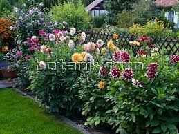 Image Photo Dahlia Garden 463147 Jpg 480 360 Dahlias Garden Urban Garden Garden Layout