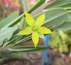 Image result for Talinum portulacifolium