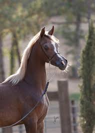 We have concluded 121144 relevant buyers and 64877 suppliers, pt kahatex import and export data. Cw Princess Exxalta Ted Carson Arabians